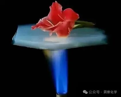 气凝胶上面放了一束花